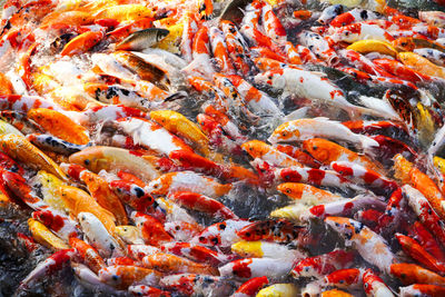 High angle view of koi carps swimming in sea