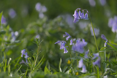 Horizontal british bluebell close up with a blurred background selective focus
