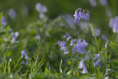 Close-up of purple crocus flowers on field