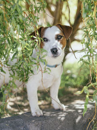 Portrait of dog standing by plants