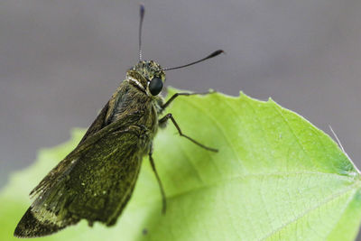 Close-up of butterfly on leaf