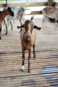 Portrait of kid goats standing at barn
