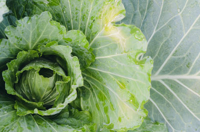 Close-up of cabbage