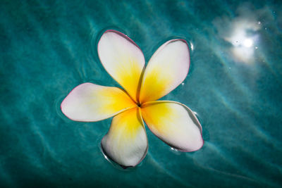 Close-up of frangipani on blue flower