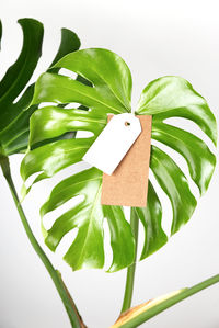 High angle view of green leaves on white background