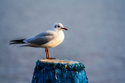 Close-up of bird perching on water