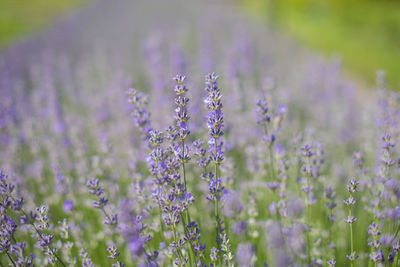 Lavender flower on a field