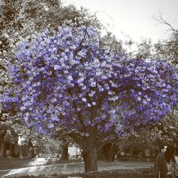 Flowers growing on tree