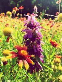 Close-up of honey bee on purple flowering plant