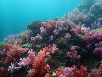 View of coral in sea