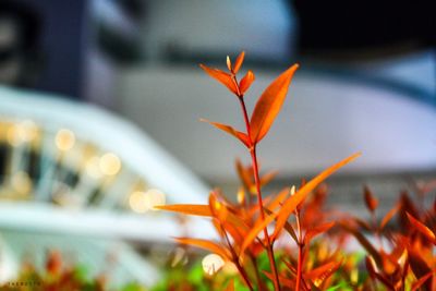 Close-up of orange plant