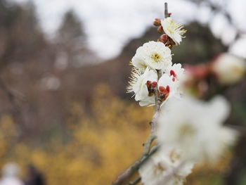 Close-up of white cherry blossom