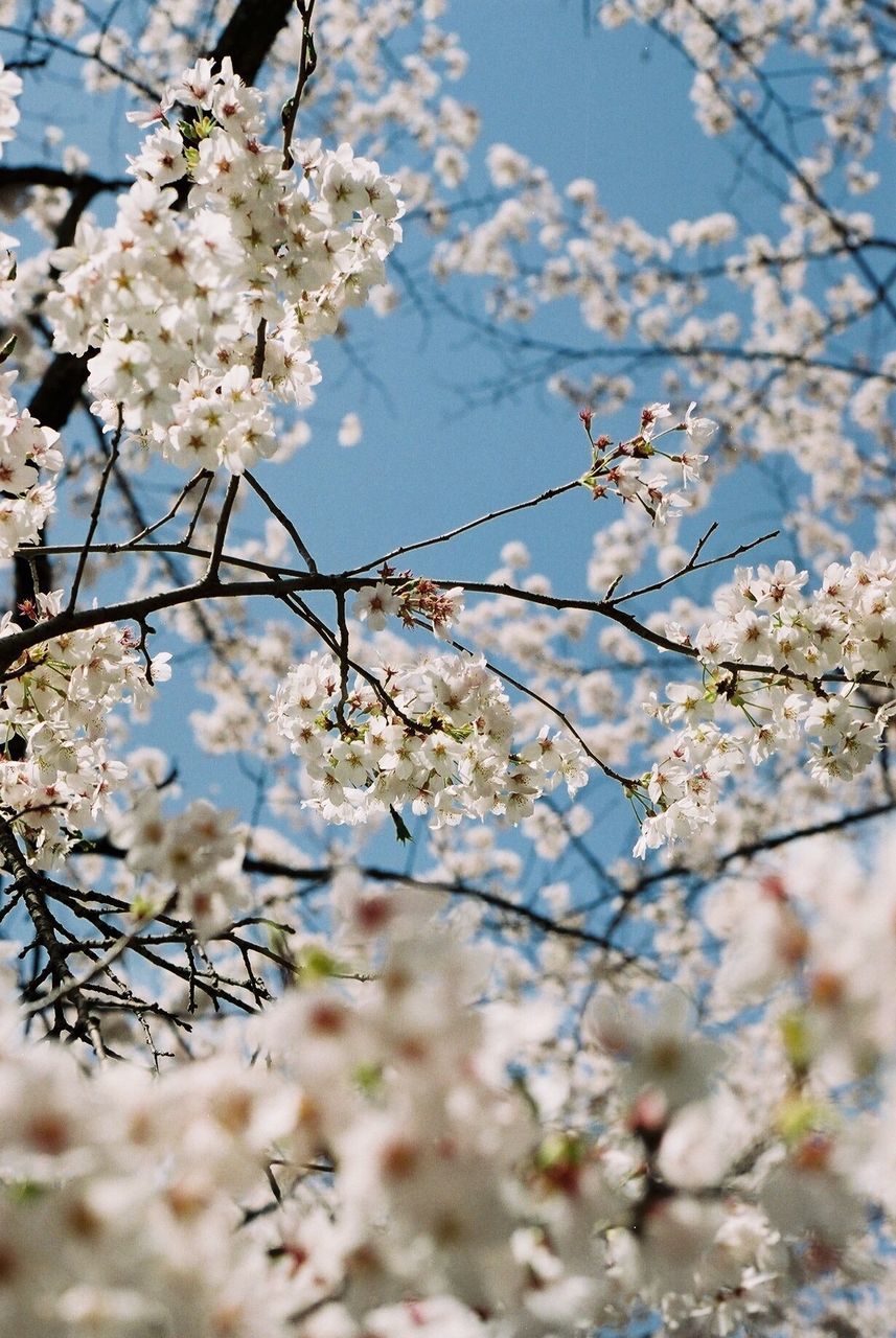 flower, freshness, fragility, branch, growth, petal, cherry blossom, blossom, tree, beauty in nature, blooming, nature, low angle view, in bloom, springtime, sky, white color, cherry tree, flower head, focus on foreground