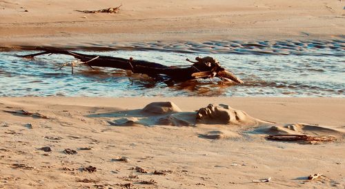View of driftwood on beach