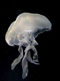 Close-up of jellyfish swimming in aquarium