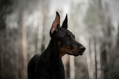 Close-up of a dog looking away