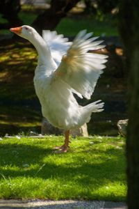 View of bird flying over land