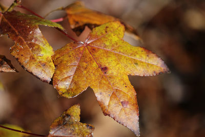 Close-up of yellow maple leaves