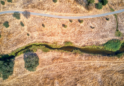 High angle view of plant on land