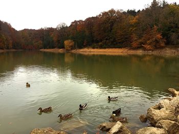 Swans swimming in lake by trees against sky