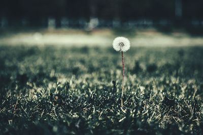 Close-up of dandelion on field