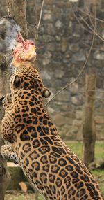 Rear view of jaguar feeding on prey at zoo