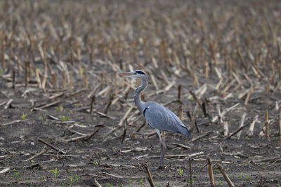 Bird perching on a field