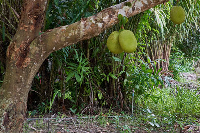 View of fruit tree