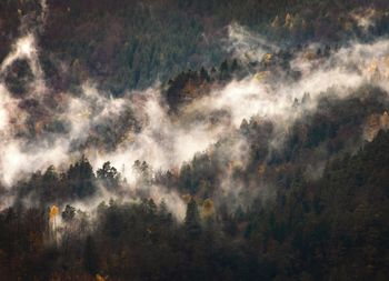 View of forest