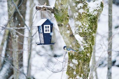 Bird perching on snow covered tree