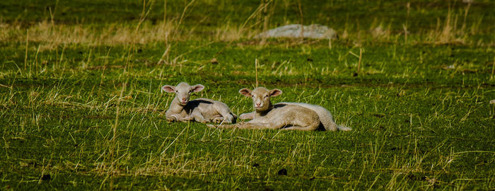 Lamb resting on grassy field