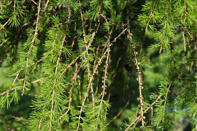 Close-up of pine tree