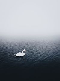 Swan swimming in lake during foggy weather
