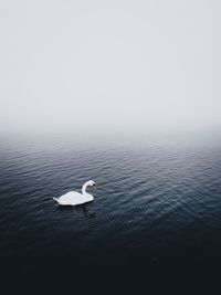 Swan swimming in lake