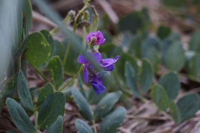 Close-up of purple flowers