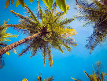 Low angle view of coconut tree against clear blue sky