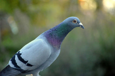 Close-up of a bird