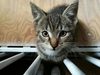 Close-up portrait of cat