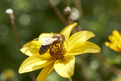 Close-up of insect on yellow flower