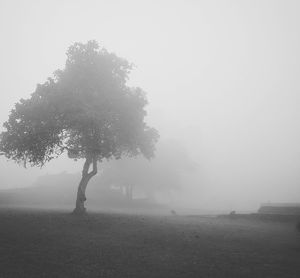 Tree in foggy weather