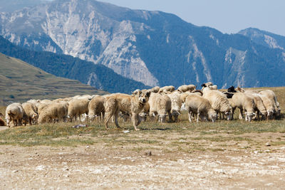 View of sheep on field against mountain
