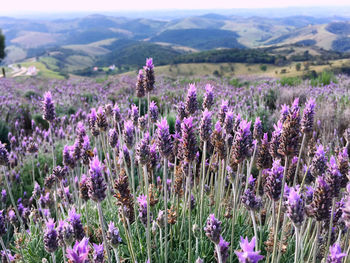 Purple flowering plants on field