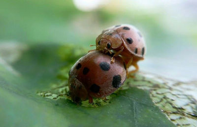 Close-up of insect