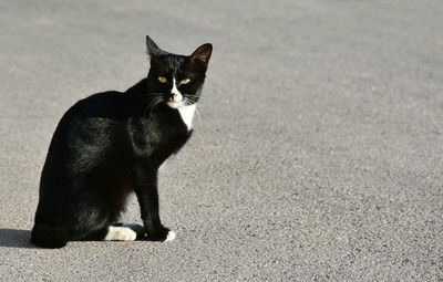 Portrait of cat sitting outdoors