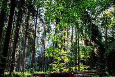 Low angle view of trees