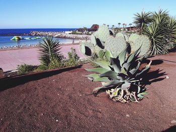 Plants growing on beach against clear sky