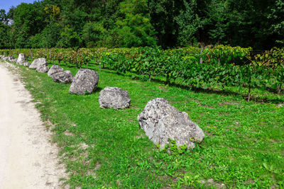 Stone wall in garden