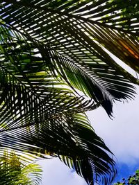 Low angle view of palm trees against sky