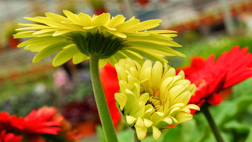 Close-up of red flower