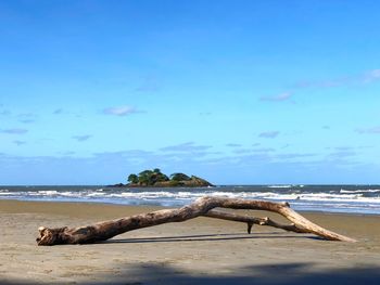 Driftwood on beach against blue sky